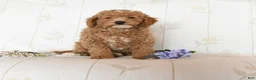Miniature Poodle dogs for sale: Maverick - Ad 1