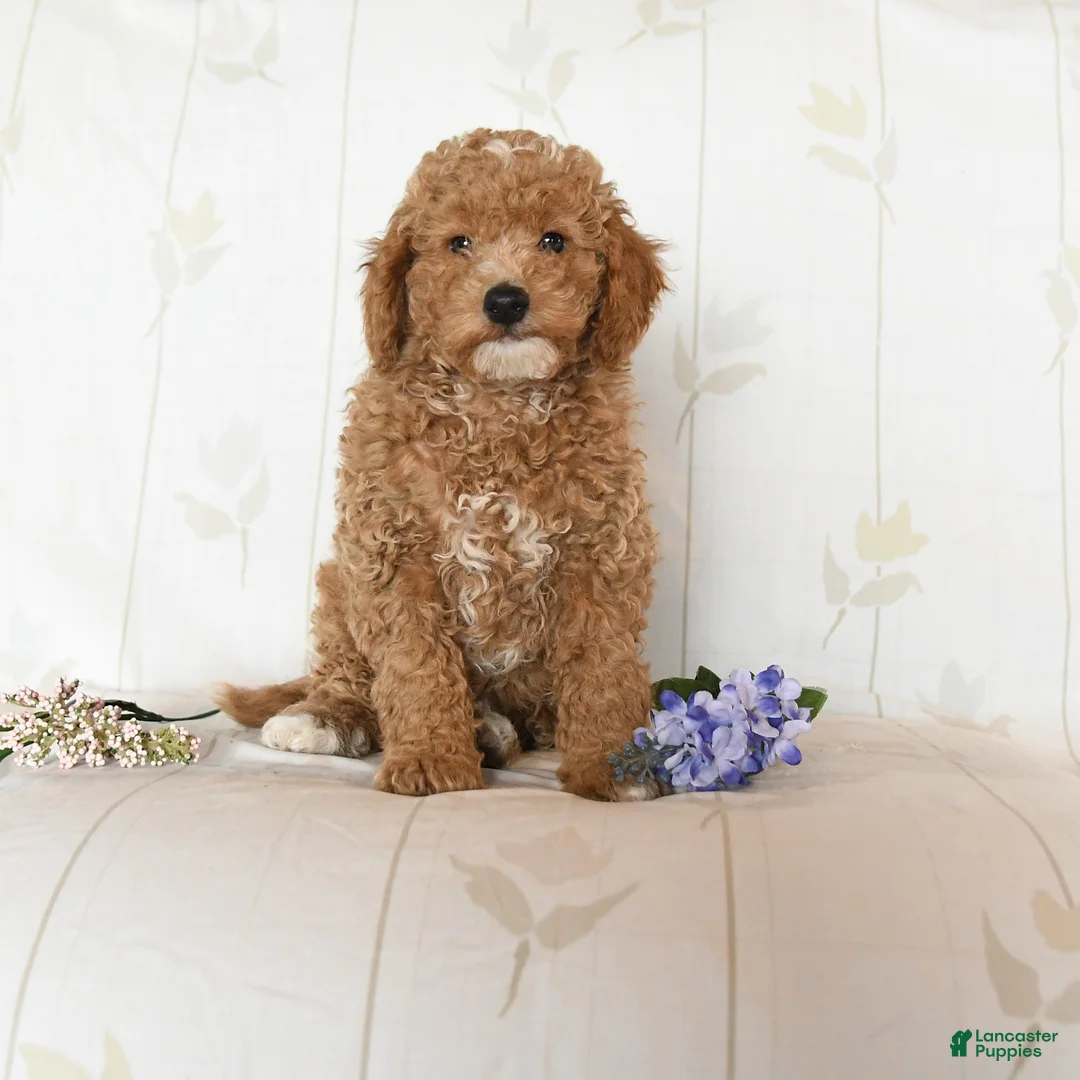 Miniature Poodle dogs for sale: Maverick - Ad 1