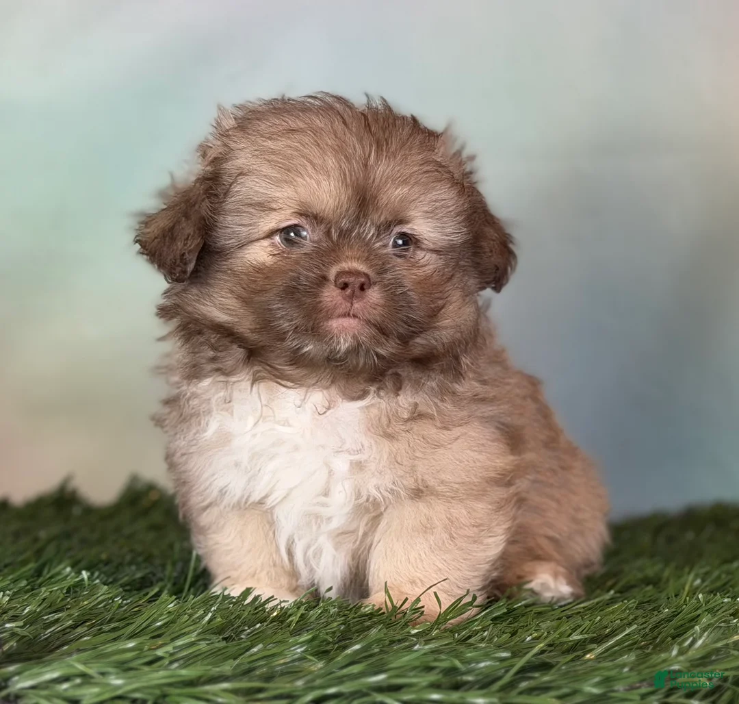 Pekapoo dogs for sale: Milky Way DNA tested parents - Ad 1