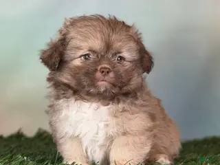 Pekapoo dogs for sale: Milky Way DNA tested parents - Ad 1