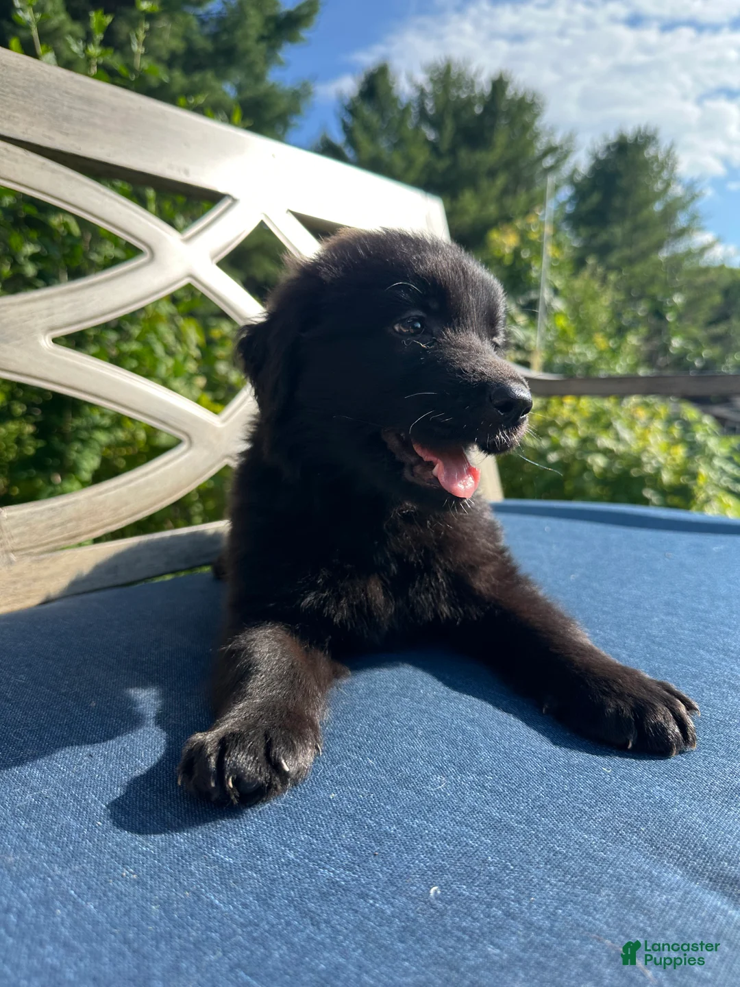 Golden Shepherd dogs for sale: Goldie - Ad 1