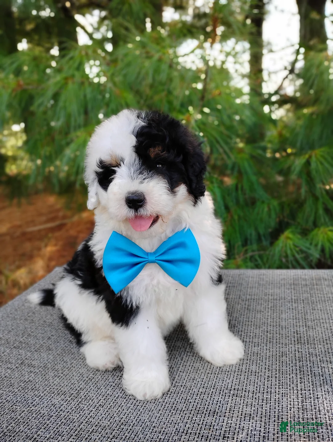 Bernedoodle dogs for sale: Biscuit  - Ad 1