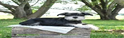 Miniature Schnauzer dogs for sale: George - Ad 2