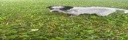 Australian Cattle Dog dogs for sale: Steve - Ad 3