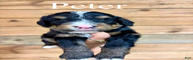 Peter