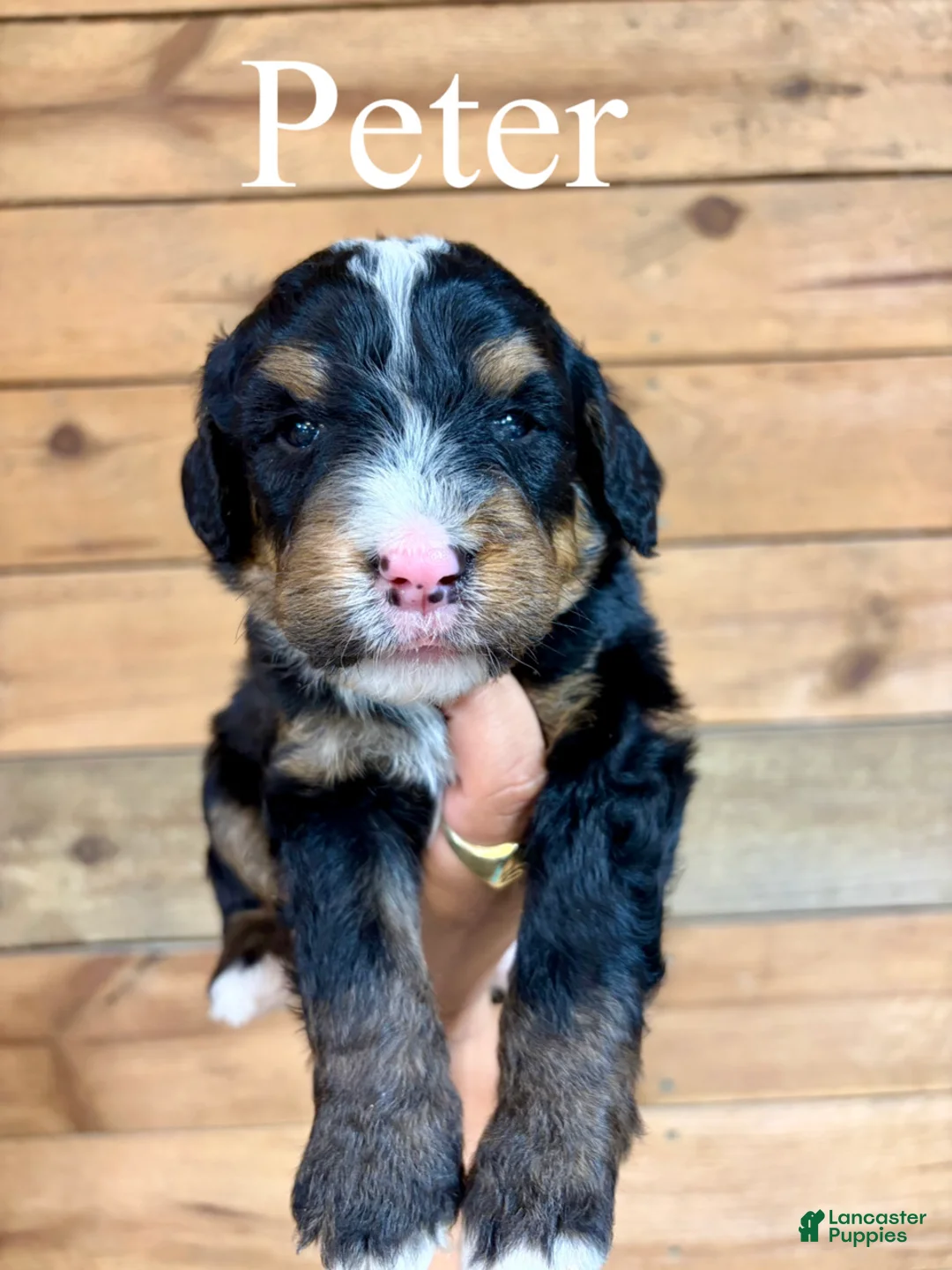 Bernedoodle dogs for sale: Peter - Ad 1