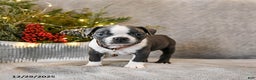 Boston Terrier dogs for sale: Chubby - Ad 2