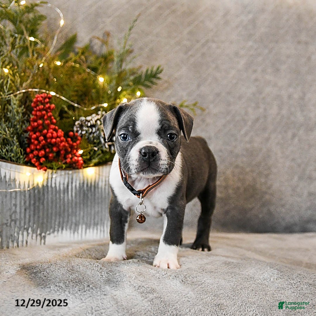 Boston Terrier dogs for sale: Chubby - Ad 2