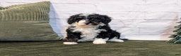 Mini Bernedoodle dogs for sale: Avory - Ad 7