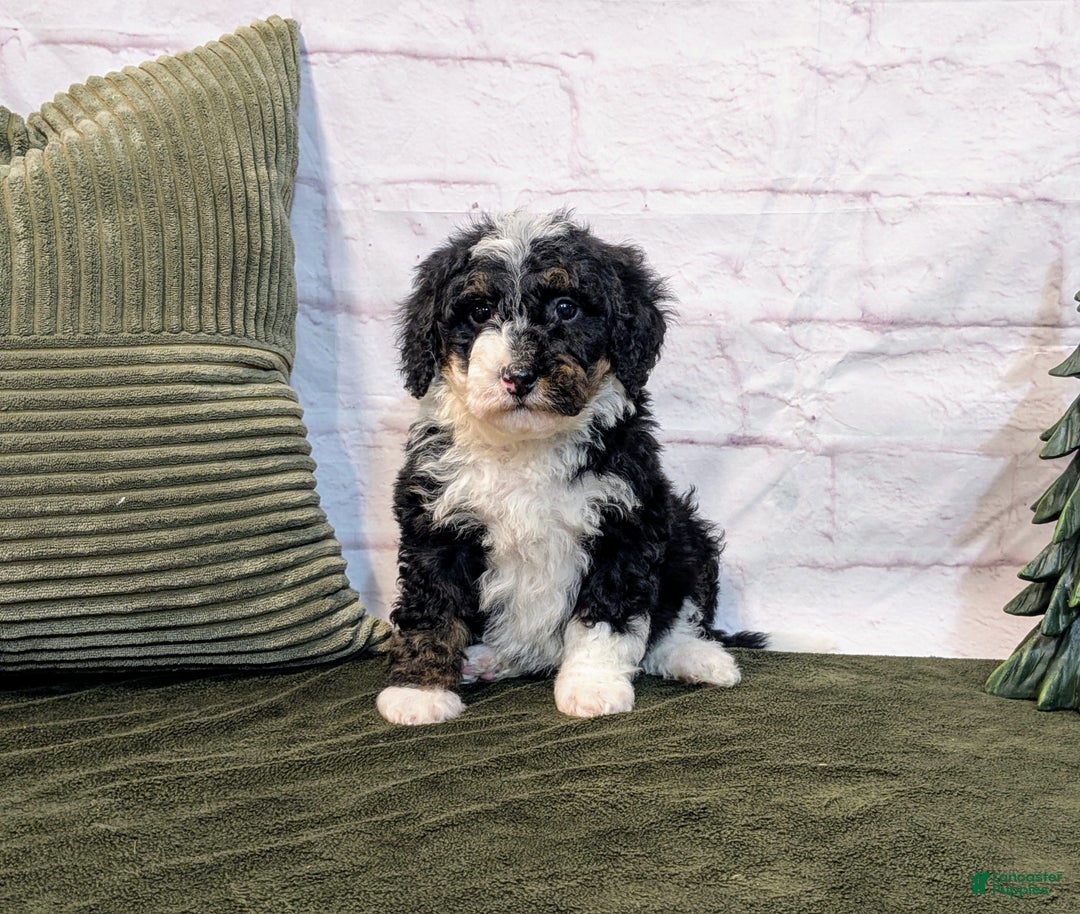 Mini Bernedoodle dogs for sale: Avory - Ad 7