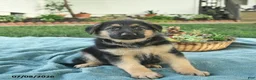 German Shepherd dogs for sale: Ike  - Ad 2