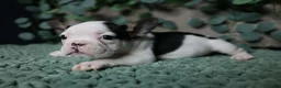 French Bulldog dogs for sale: Panda - Ad 2