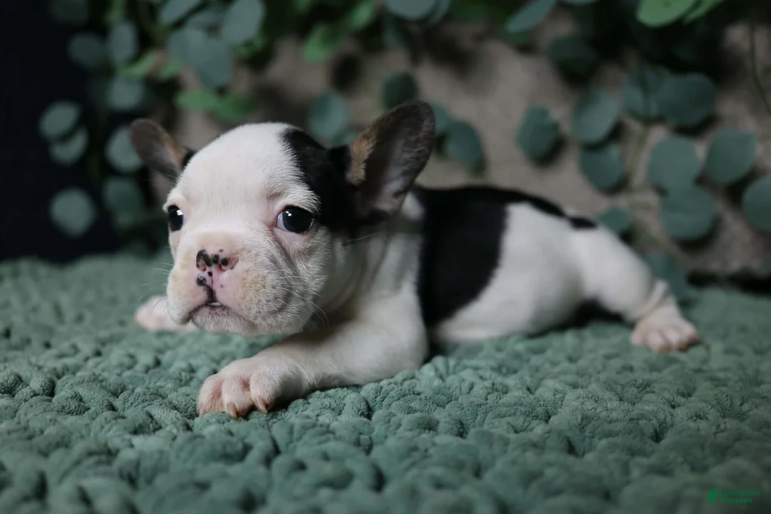 French Bulldog dogs for sale: Panda - Ad 2