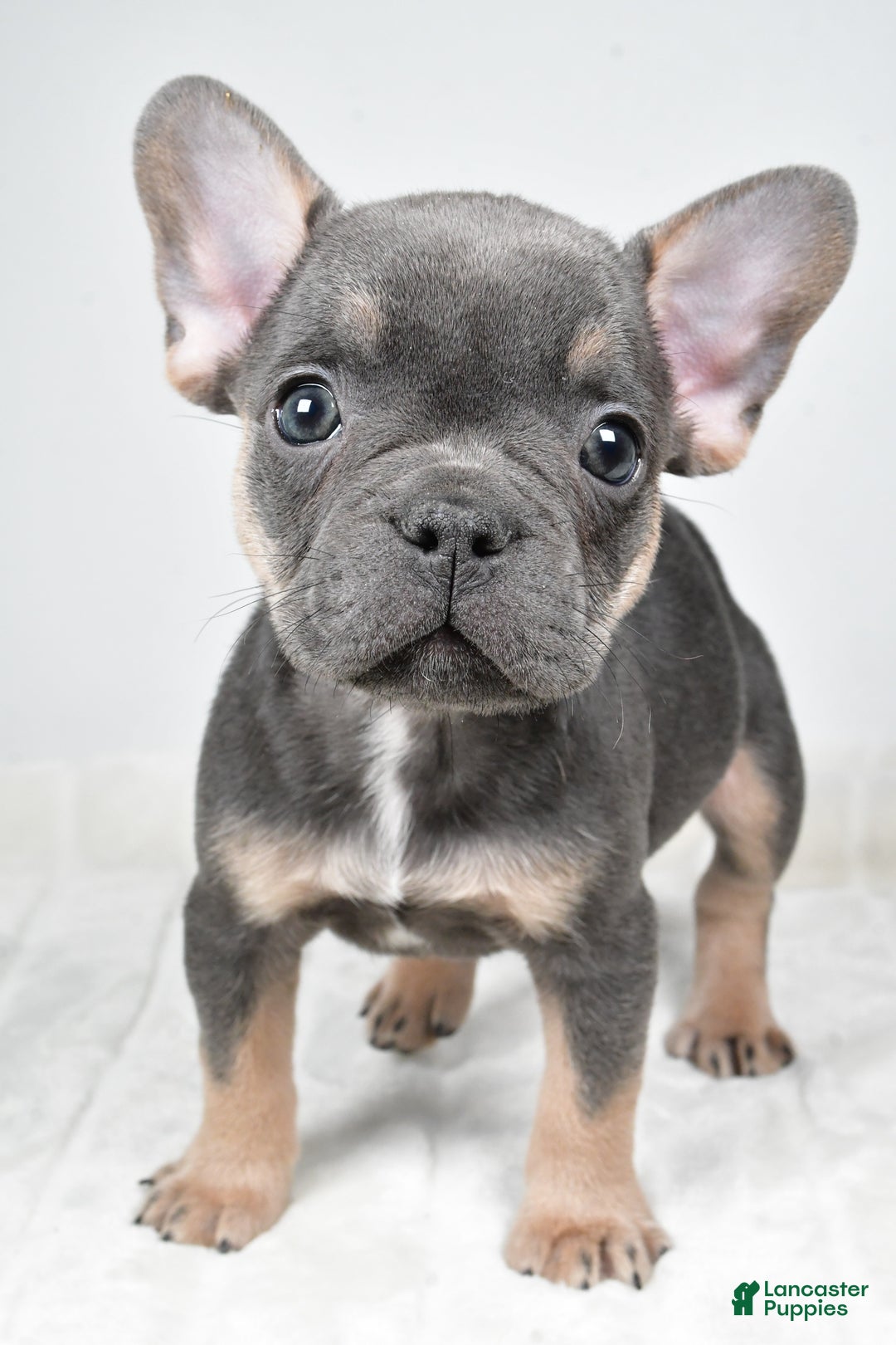 French Bulldog dogs for sale: Finley - Ad 9