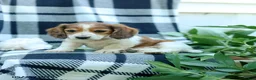 Miniature Dachshund dogs for sale: Curly - Ad 3