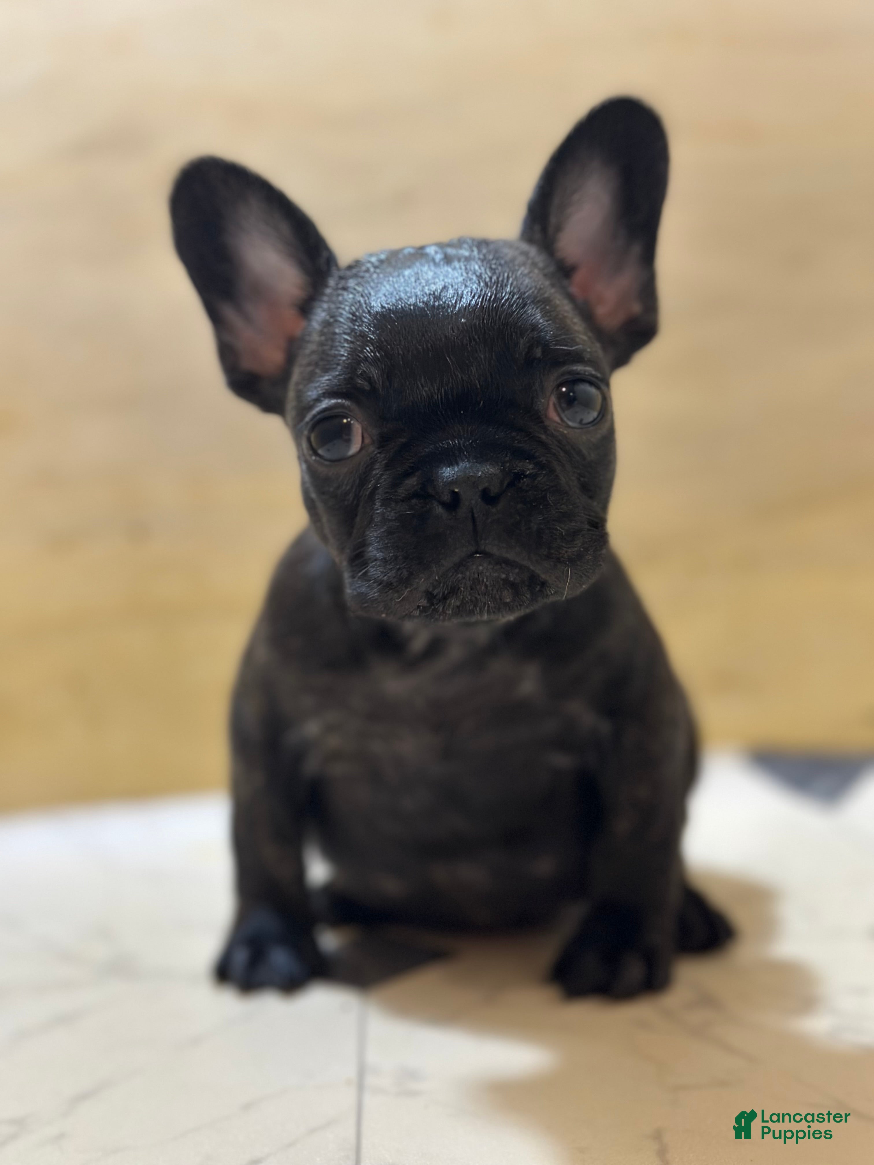 French Bulldog dogs Major - Ad 25