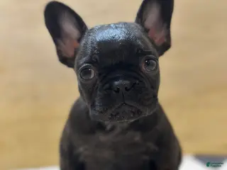 French Bulldog dogs Major - Ad 25