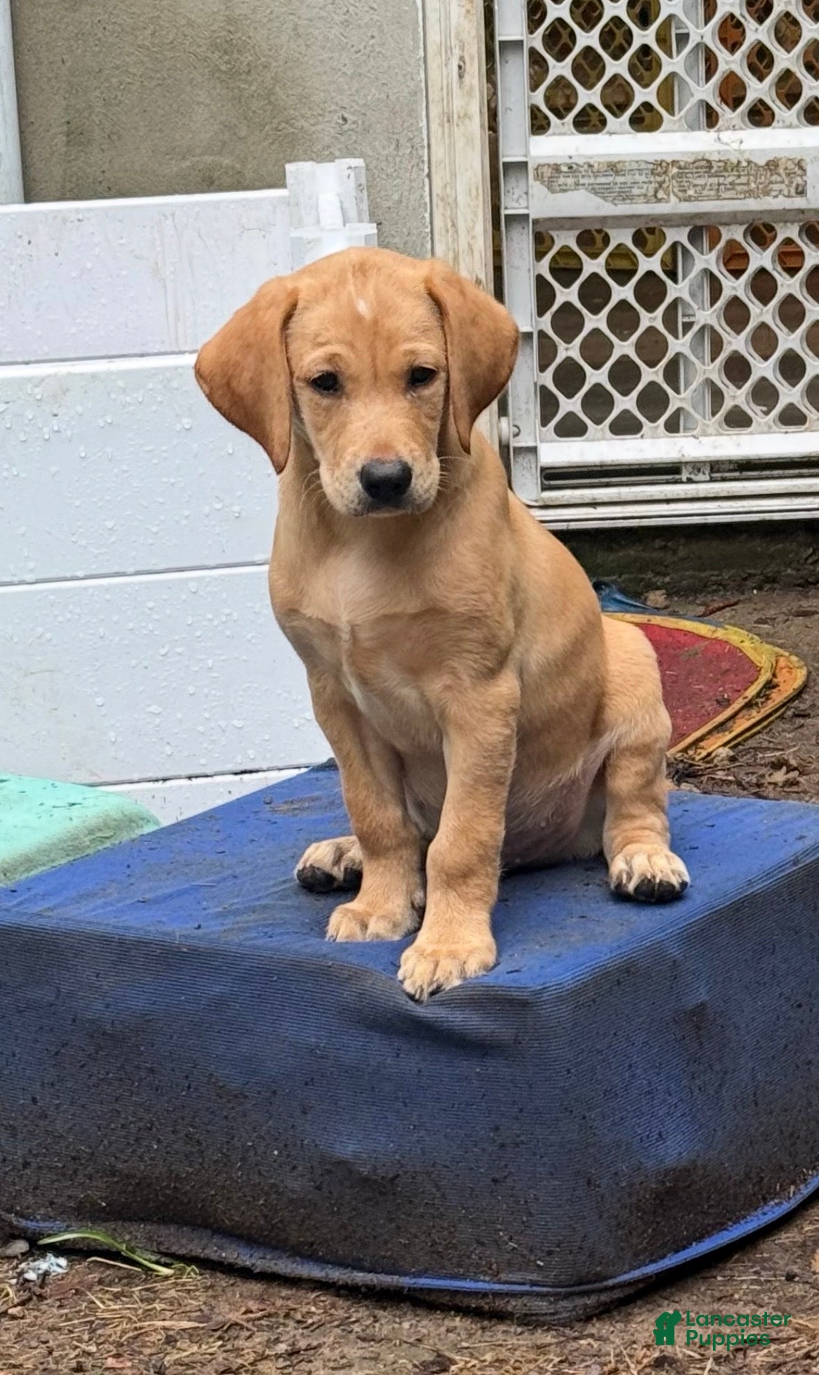 Labrador Retriever dogs Red male - Ad 34