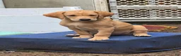 Labrador Retriever dogs for sale: Red male - Ad 1