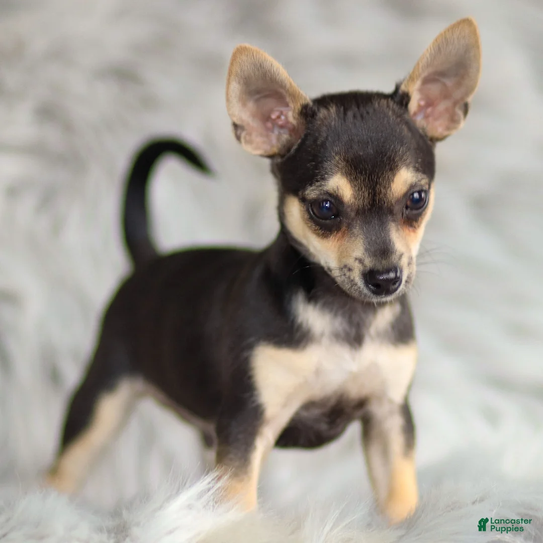Chihuahua dogs for sale: Phoenix - Ad 18