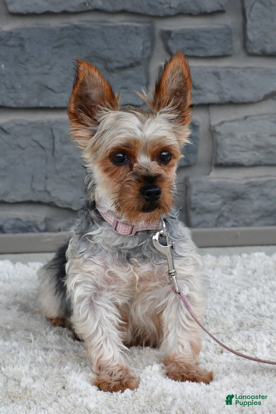 Yorkshire Terrier dogs for sale: Avery teacup - Ad 10