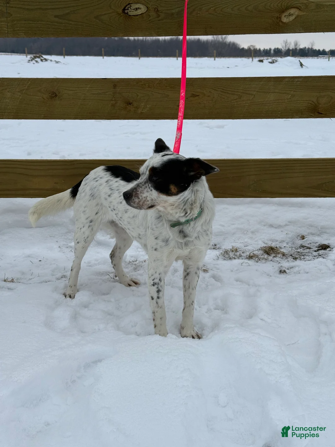 Australian Cattle Dog dogs for sale: Spotty - Ad 5