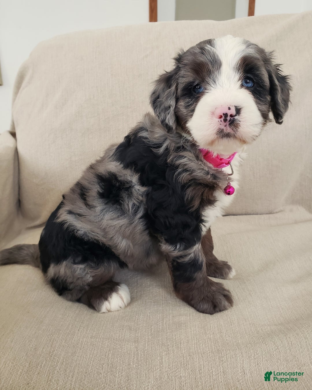 Mini Bernedoodle dogs for sale: Indie - Ad 3