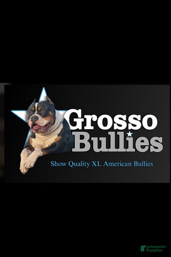 Gallery Image {{count}}