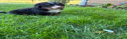 Bernese Mountain Dog dogs for sale: Bubbles - Ad 3