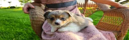 Chihuahua dogs for sale: Kamden - Ad 4