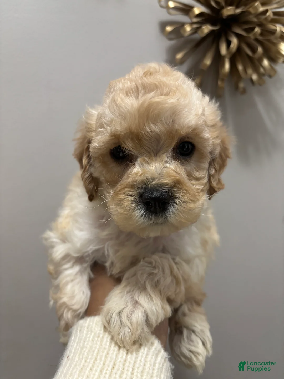 Cockapoo dogs for stud: kiki cockapoos  - Ad 2