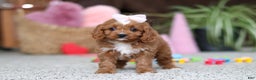 Cavapoo dogs for sale: Laci - Ad 1