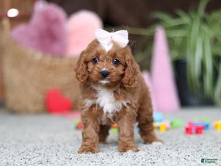 Cavapoo dogs Laci - Ad 19