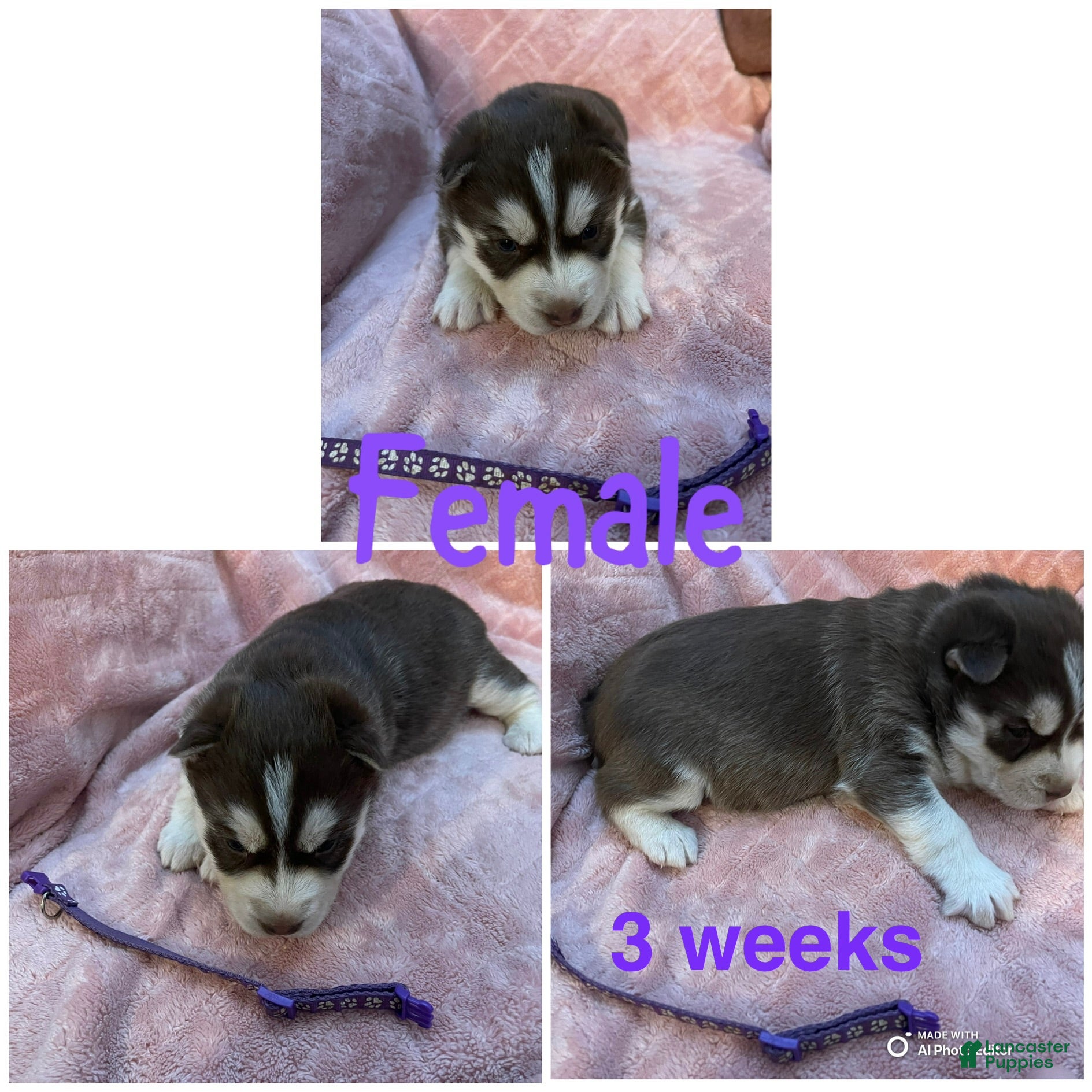 Siberian Husky dogs Siberian Husky Puppy 3 - Ad 16