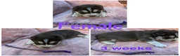 Siberian Husky dogs for sale: Siberian Husky Puppy 3 - Ad 6
