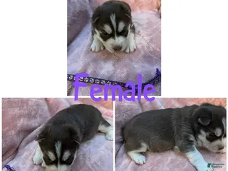 Siberian Husky dogs Siberian Husky Puppy 3 - Ad 16