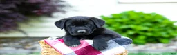 Sheprador dogs for sale: Bingo - Ad 4