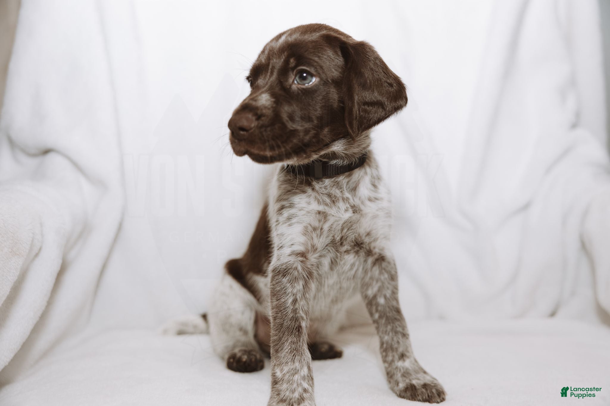 German Shorthaired Pointer dogs Black Collar aka Stewart - Ad 1