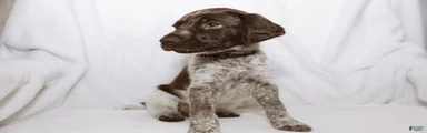 Black Collar aka Stewart