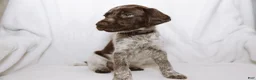 German Shorthaired Pointer dogs for sale: Black Collar aka Stewart - Ad 1