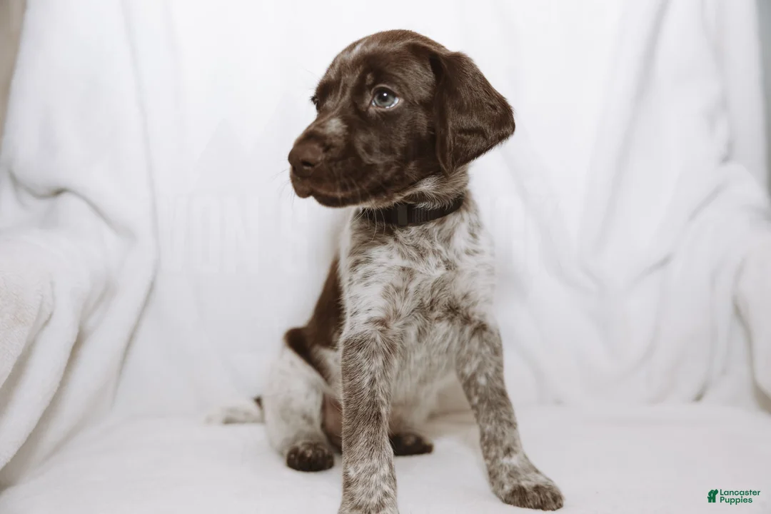 German Shorthaired Pointer dogs for sale: Black Collar aka Stewart - Ad 1