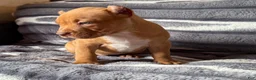 American Bully dogs for sale: Twister  - Ad 3