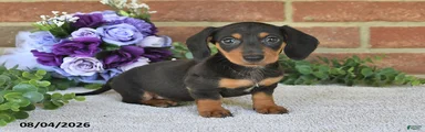 Penny