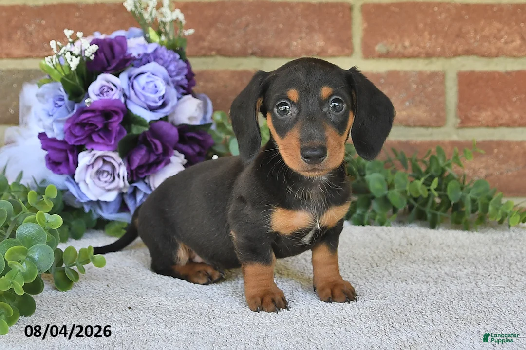 Miniature Dachshund dogs for sale: Penny - Ad 1