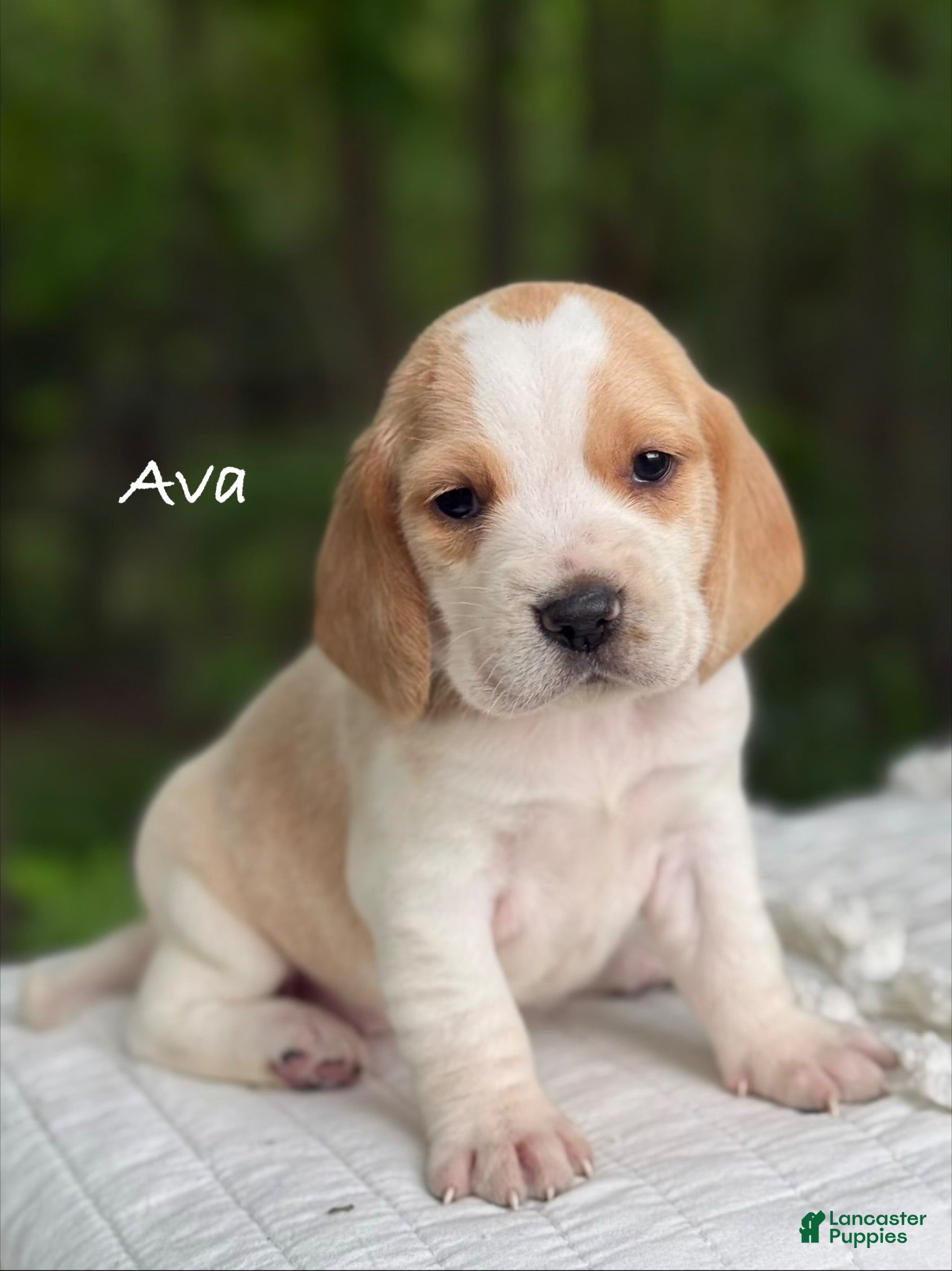 Beagle dogs Ava - Ad 1