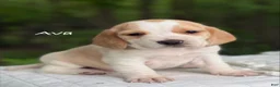Beagle dogs for sale: Ava - Ad 1