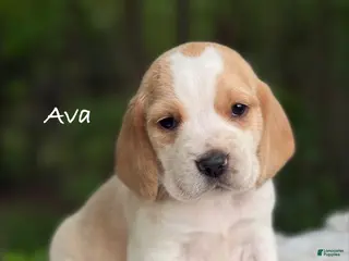 Beagle dogs for sale: Ava - Ad 1