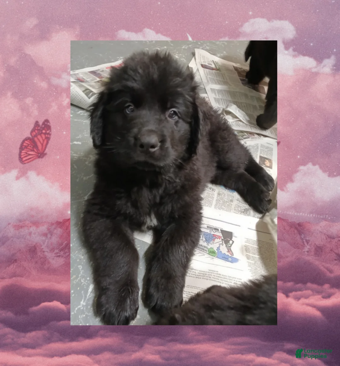 Newfoundland dogs for sale: Mocha - Ad 1