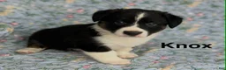 Welsh Corgi Cardigan dogs for sale: Knox - Ad 4
