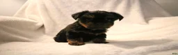 Shorkie dogs for sale: Beau - Ad 7